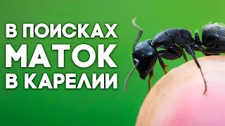 КАКИЕ ЕЩЁ МУРАВЬИ ВОДЯТСЯ НА СЕВЕРЕ? В ПОИСКАХ МАТОК В КАРЕЛИИ #2 - МНОГО МИРМИКИ  Димон и пумба