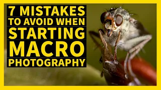 7 Macro mistakes when starting in insect Macro photography and how to avoid them