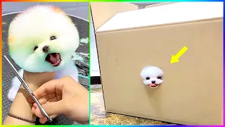 The Cute Pomeranian Tea Cup is Trying to Get Out of The Box 🐾 #512