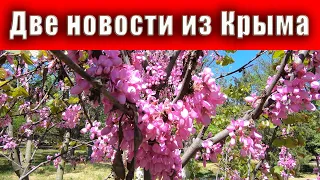 Две новости из КРЫМА - одна плохая, другая хорошая, с какой начать? Опасные комары в Крыму. Джанкой.