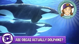 Ask Tierney - Are orcas actually dolphins?