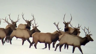 Rocky Mountain Elk Winter Range