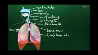 Hengityselimistön anatomia