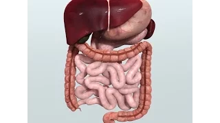 Anatomy and Physiology of Digestive System