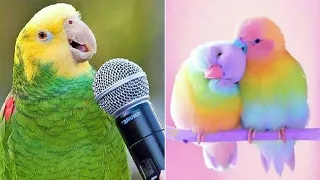 Smart And Funny Parrots Parrot Talking Videos Compilation (2022) - Cute Birds #1