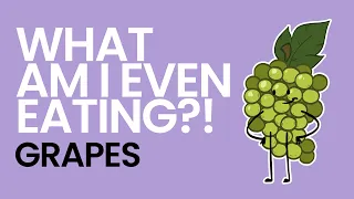 History of Grapes - What Am I Even Eating?!