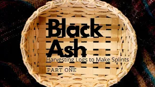 Black Ash Baskets Part One - Harvesting Logs To Make Splints