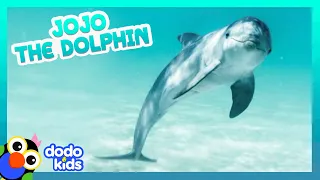 Dolphin Can’t Stop Swimming With People And Chasing Their Boats | It’s Me! | Dodo Kids