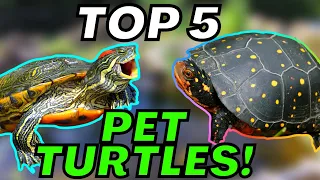 My TOP 5 BEST PET TURTLES!