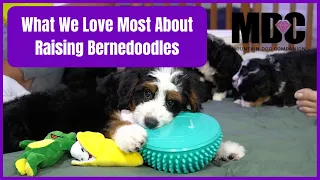 What We Love Most About Raising Bernedoodles