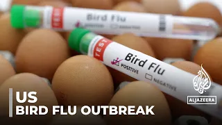 US bird flu outbreak: Texas resident contracts virus from cattle