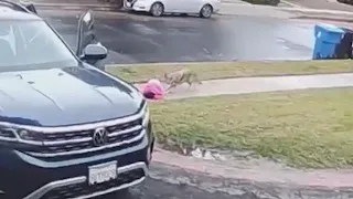 Coyote attacks toddler, tries to drag her away in viral video