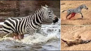 TOP 5 CROCODILE DEFEAT OTHER ANIMALS IN THE RIVER