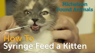 How to Syringe Feed a Kitten