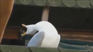 A Seagull but it’s Ricky Gervais Laughing