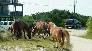 WILD HORSES OF COROLLA: OUTER BANKS, NORTH CAROLINA (4K)