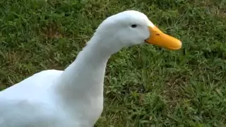 Curious Quackers - Duck Sounds