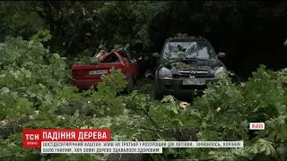 У Львові дерево розтрощило дві автівки