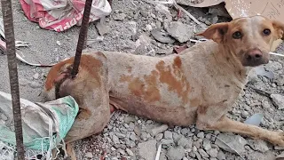 Impaled by a rod, dog in agony before rescue--beautiful recovery.