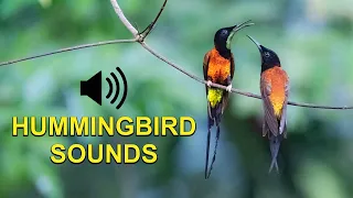 Hummingbird Sounds, Chirps and Calls