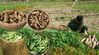 Continue to build the kitchen, harvest sweet potatoes and cucumbers to sell in the market | Ep 41