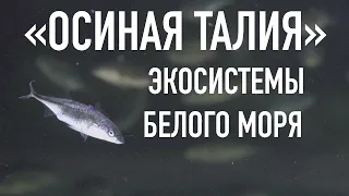 Документальный фильм "Осиная талия" экосистемы Белого моря