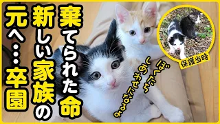 【祝！卒園】過酷な状況で保護された4匹の子猫が、温かい家族に巡り合うまで【4匹の子猫⑥】