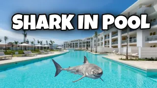 A SHARK IN THE POOL