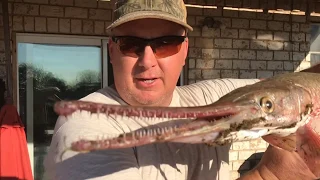 Easy clean of Alligator Gar