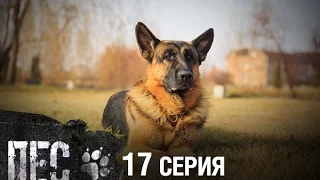 Сериал Пес - 17 серия