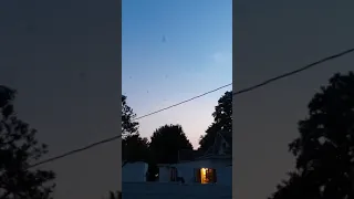 Bats and swallows all working in unison to catch the evening swarm.