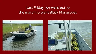 Mangrove Planting Video