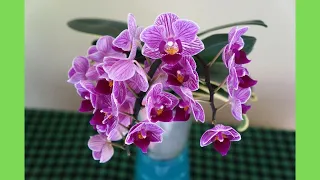 Top 4 Reasons Why Orchid Bud Blasts | Orchid Growing Care Tips