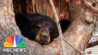 Bear Finds Home In Tree Of Connecticut Backyard