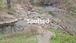 TEXAS Spotted Gar? Brushy Creek