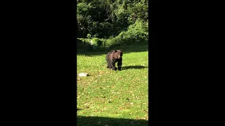 Grizzly Bear Spotted Roaming Near Squamish Household