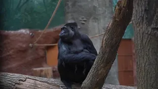 Prague zoo welcomes new baby western lowland gorilla