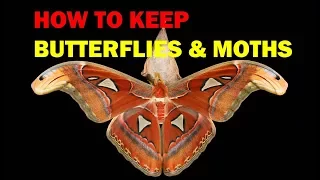How to keep  Butterflies and Moths (Weird and Wonderful Pets Episode 4 of 15)