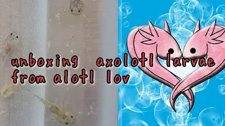 unboxing axolotl larvae from Alotl lov