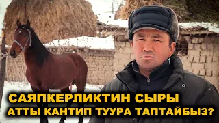 САЯПКЕР: АТТАРДЫН КӨҢҮЛҮ ӨТӨ НАЗИК БОЛОТ, АЛАРГА АЯР МАМИЛЕ КЫЛУУ КЕРЕК