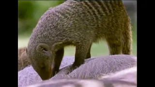 A Free Lunch for Banded Mongooses | Bands on the Run | BBC Earth