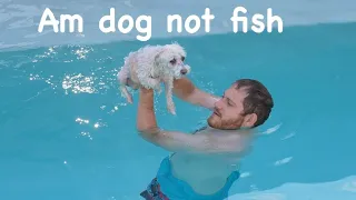 My Dog Hates Swimming!