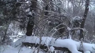 Удачная проверка капканов на куницу и бобра !