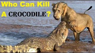 Animals That Can Kill Crocodile - 10 Animals That Could Defeat A Crocodile
