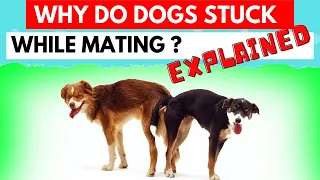 Why Dogs Get Stuck After Mating! Breeding Process Explained!!! dogmated - dogs to breed -dogs mating