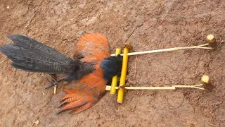 making amazing trap to catch the Greater coucal bird