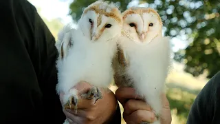 Barn Owl Chicks Get ID Rings | Discover Wildlife | Robert E Fuller