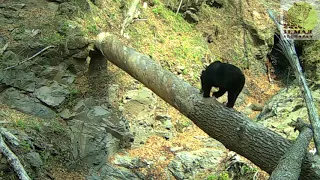 Медведь настроил фотоловушку на "Земле леопарда"  Bear and camera trap in Leopard Land