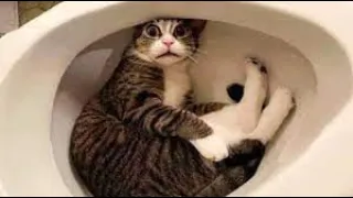 😻 Funny Cats Life 😁 Hilarious Cat Fails | Don't Try To Hold Back Laughter | Funny pets