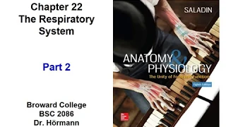 (BC BSC 2086) Chapter 22 The Respiratory System Part 2